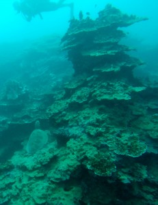 2015.4.4. Turtle and Diver, Coral Gardens, Matautu Bay, Savai'i, Samoa 